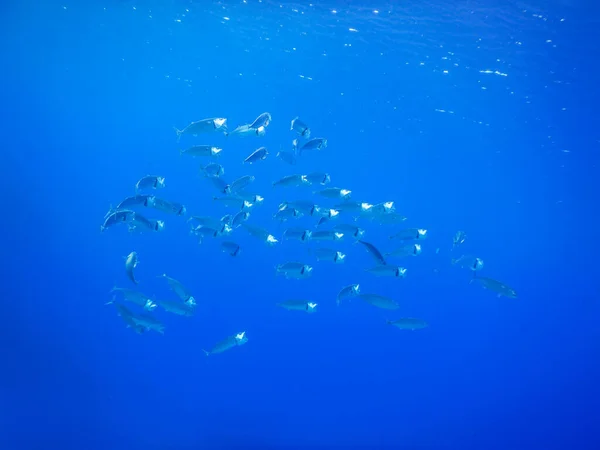 School Van Indische Makreel Zwemmen Rond Het Blauwe Water Van — Stockfoto