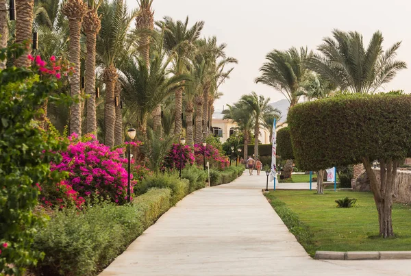 Incrível Resort Com Palmeiras Caminhos Com Flores Egito Férias — Fotografia de Stock
