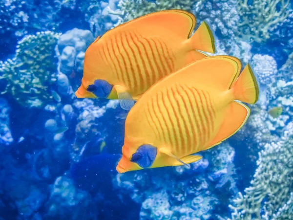 Dos Peces Mariposa Máscara Cerca Uno Del Otro Agua Azul —  Fotos de Stock