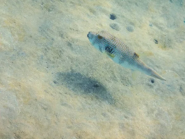 Peixe Puffer Manchado Branco Fundo Mar Arenoso Egito — Fotografia de Stock