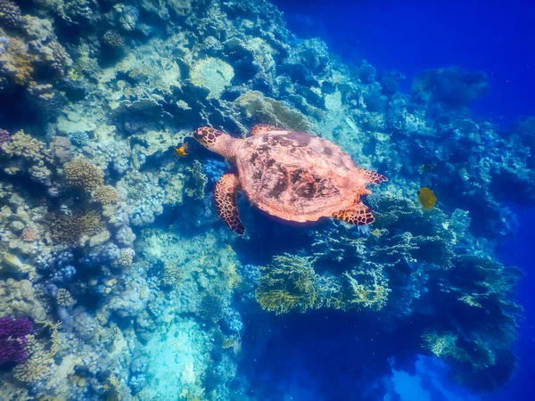 Tortuga Verde Joven Flotando Arrecife Coral Egipto —  Fotos de Stock