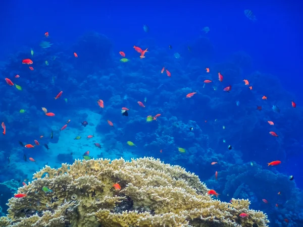 Veel Kleurrijke Visjes Bij Het Koraalrif Met Blauw Water Egypte — Stockfoto