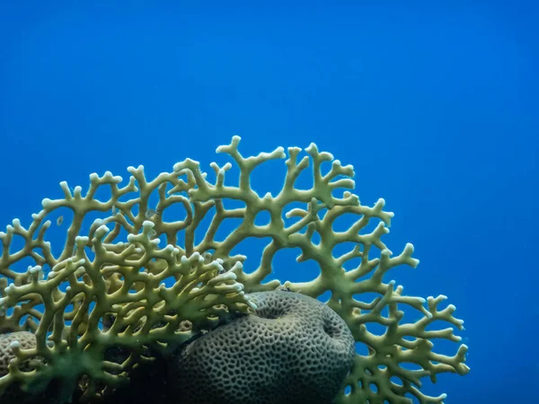 fragile yellow coral with deep blue water while diving in egypt