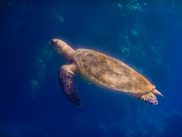 Великий Вид Зеленої Морської Черепахи Єгипті Червоного Моря — стокове фото