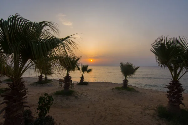 Lot Little Palm Trees Beach Sea Sunrise — Stock Photo, Image