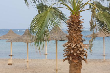 Mısır 'da deniz bulunan kumlu bir sahilde palmiye ağacı ve plaj şemsiyeleri.