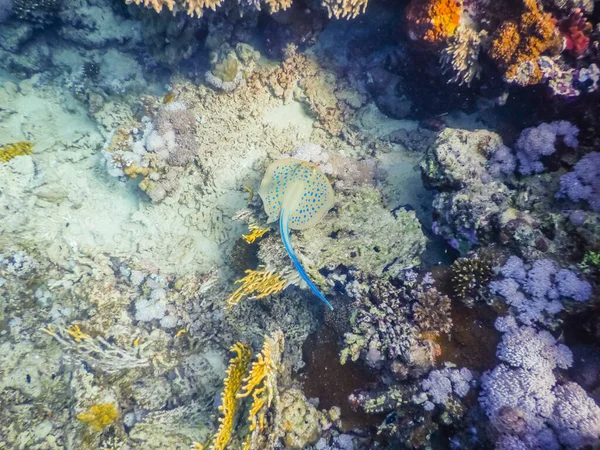 Raia Azul Manchada Fundo Mar Entre Corais Egito — Fotografia de Stock