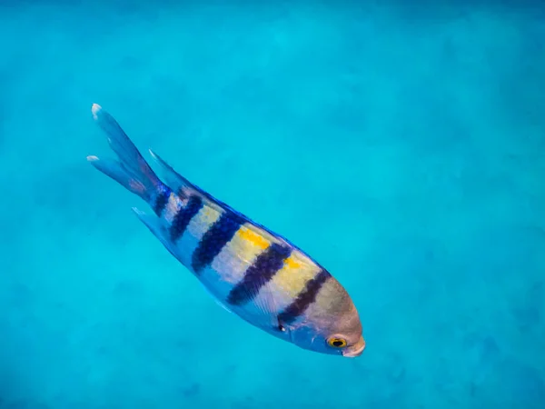 Solo Indopazific Sargento Pescado Mientras Snorkeling Vacaciones Egipto —  Fotos de Stock