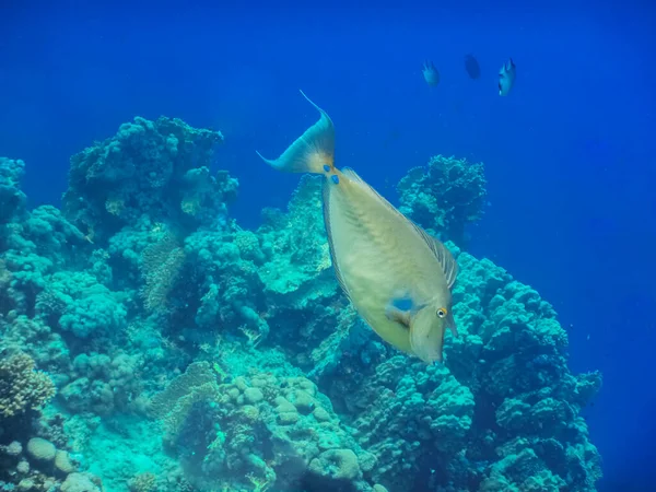 Nose Surgeon Fish Swims Bottom Blue Sea Egypt — Stock Photo, Image