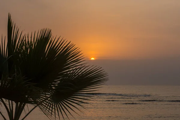 Palmboom Half Overdekte Zon Bij Zonsopgang Aan Zee Egypte — Stockfoto