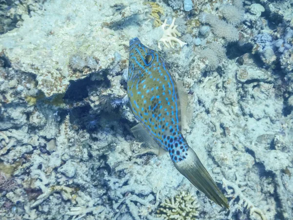 Filefish Rabiscado Nada Perto Dos Corais Recife Egito — Fotografia de Stock