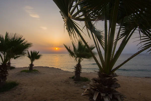 站在沙滩上的棕榈树之间 在海面上 — 图库照片