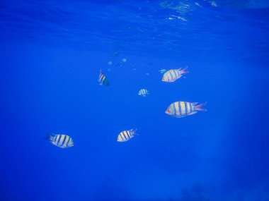 Mısır 'da mavi suda küçük bir inopazikal çavuş balığı sürüsü