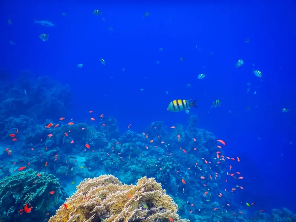Diferentes Peixes Coloridos Sobre Corais Água Azul Enquanto Mergulho — Fotografia de Stock