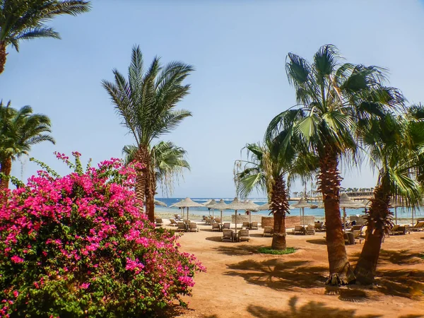 Palmy Różowe Kwiaty Plaży Wakacjach Egipcie — Zdjęcie stockowe