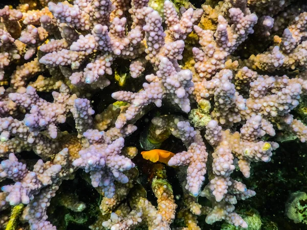 Чудові Рожеві Корали Червоному Морі Відпочинку Єгипті — стокове фото