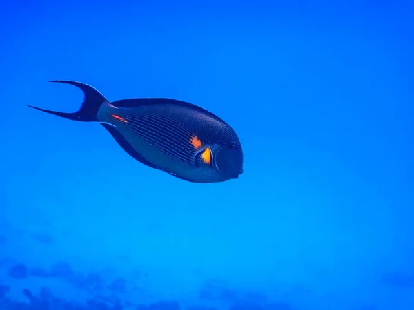 Single Elegant Unicornfish Swims Deep Blue Water Red Sea Egypt — Stock Photo, Image