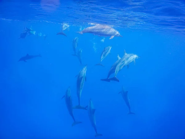 Delfíni Stěhují Modré Vody Egyptě Dovolenou — Stock fotografie