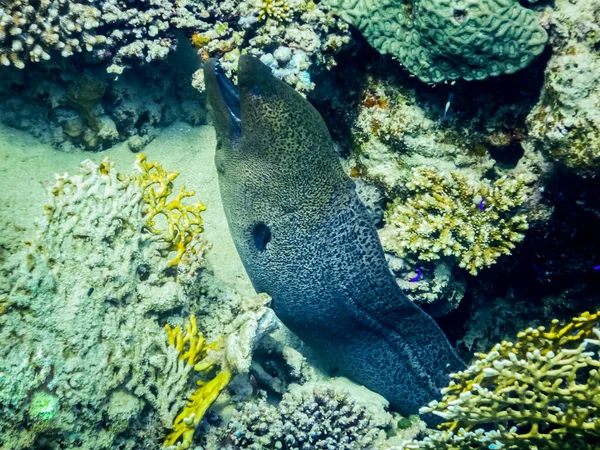 Riesenmuränen Zwischen Den Korallen Roten Meer Ägypten — Stockfoto
