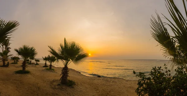 许多小棕榈树在日出时在海滩上俯瞰全景 — 图库照片