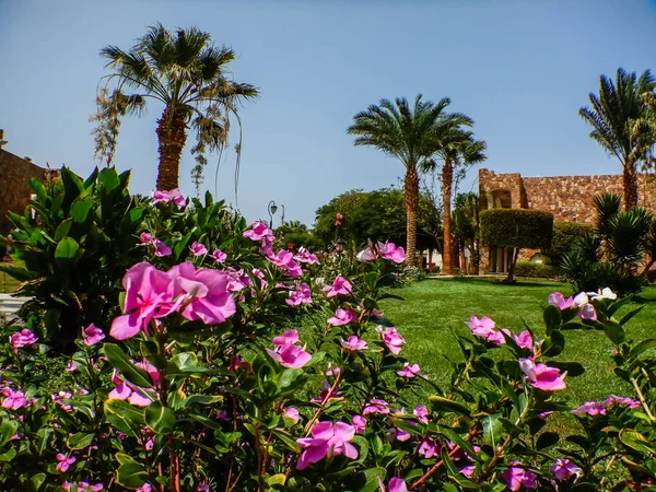 Wonderful Pink Blossom Garden Palm Trees Egypt — Stock Photo, Image
