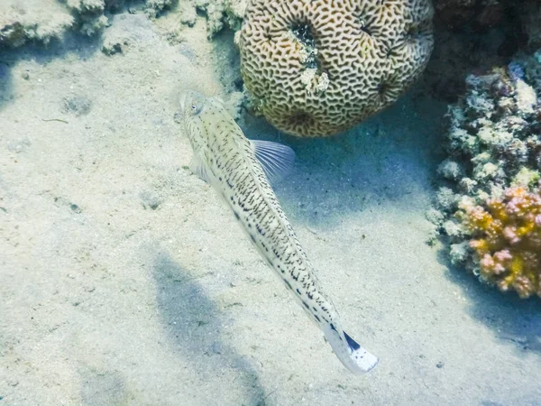 Single Checkerboard Goby Fish Seabed While Diving Egypt — Fotografia de Stock