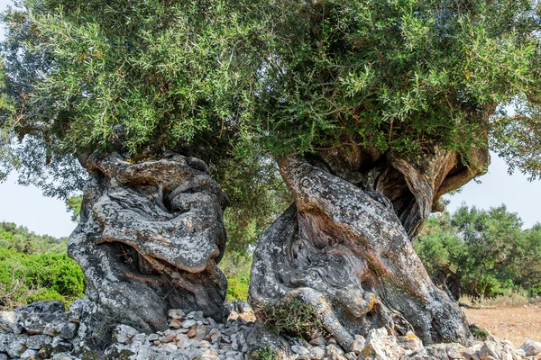 Величезний оливкових дерев Стокова Картинка