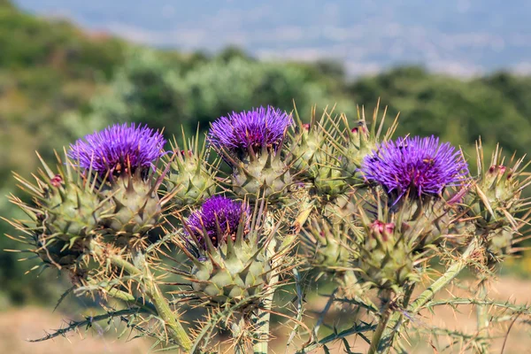 Burdock Royalty Free Stock Images