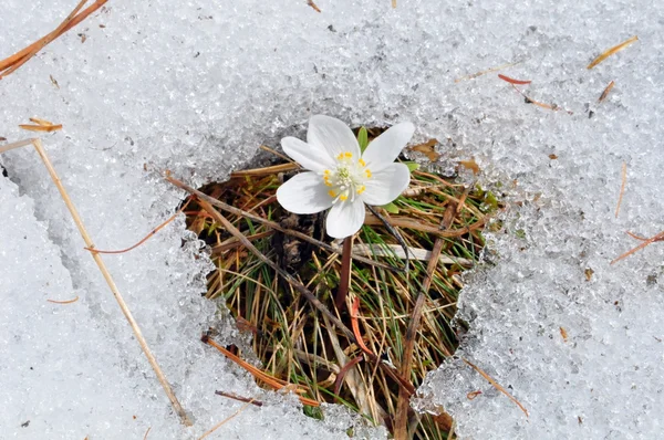 Anemone sylvestris — Stockfoto