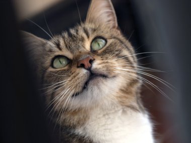 tekir kedi