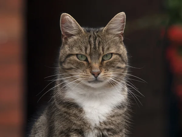 Cabeza de gato —  Fotos de Stock