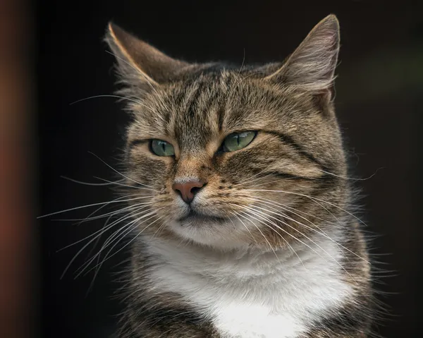 Gato de Tabby —  Fotos de Stock