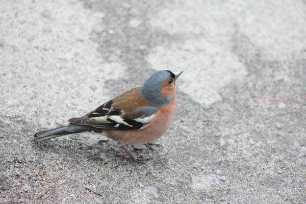 Common chaffinch bird isolated on the ground in Ukraine European region. Little ginger and gray cute birdie standing. Ornithology photo of the bird in the wild nature