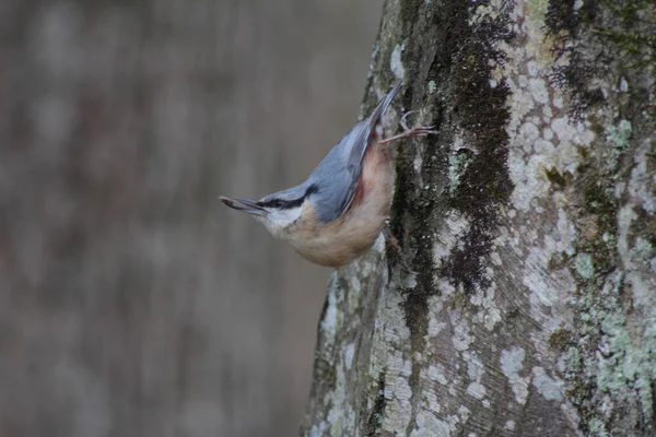 Little Beautiful Bird Eurasian Nuthatch Wood Nuthatch Tree Its Natural — Stok fotoğraf