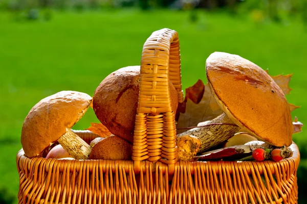 Season for mushrooms — Stock Photo, Image