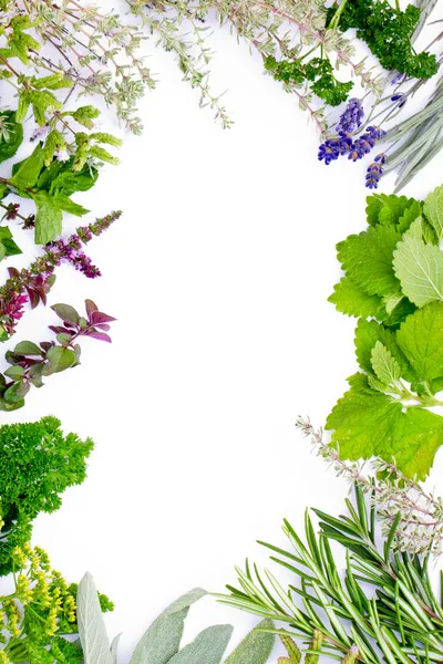 Fresh herbs frame — Stock Photo, Image