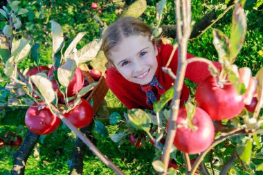 Young girl picking organic Apples into the Basket.Orchard. clipart