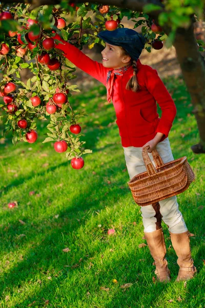 Jong meisje biologische appels plukken in de basket.orchard. — Stockfoto