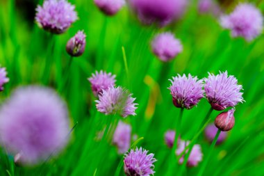 Bahçe otlar - Frenk soğanı çiçeklenme bahçede