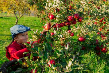 genç kızın basket.orchard organik elma toplama.