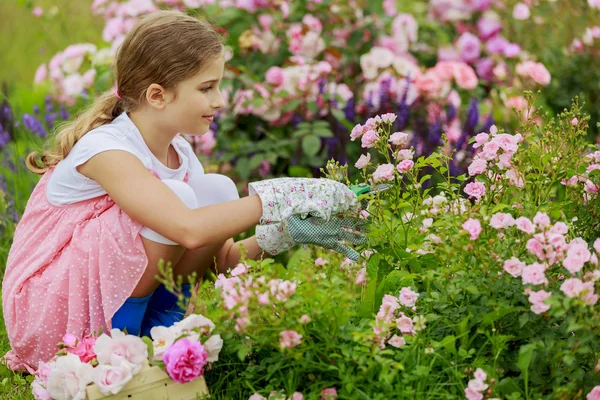 Jardín de rosas - hermosa niña cortando rosas en el jardín —  Fotos de Stock