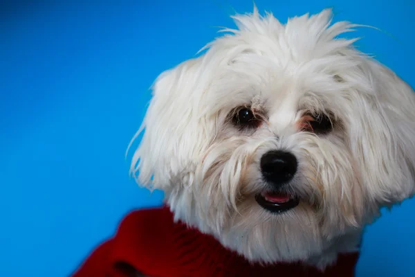 Puppy - portrait of Maltese dog — Stock Photo, Image