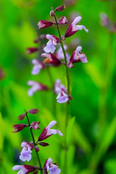 Giardino delle erbe - Salvia fiorita in giardino — Foto Stock