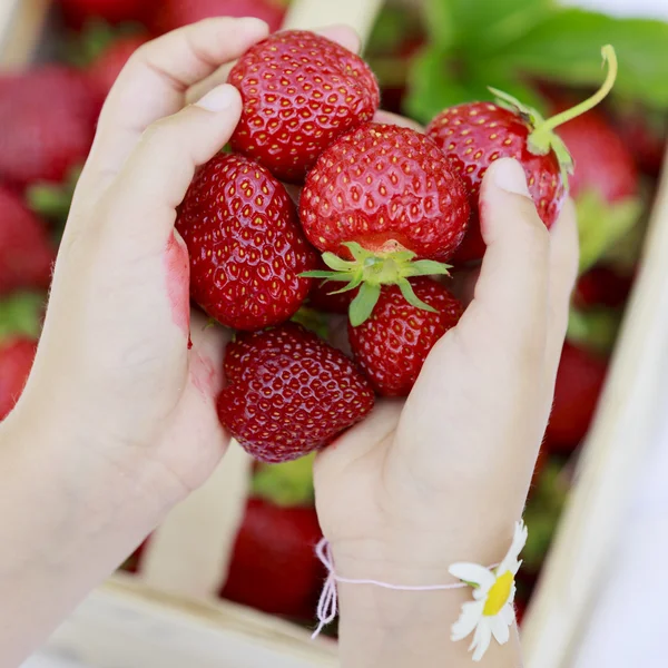 Fresa - niño recogiendo fresas frescas en el jardín —  Fotos de Stock