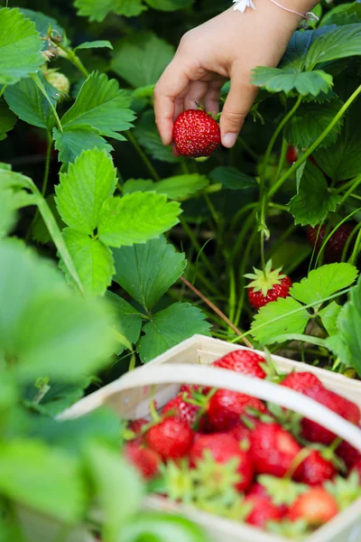 Erdbeere - Kind pflückt frische Erdbeeren im Garten — Stockfoto