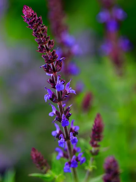 Herbal Garden - sauge fleurie dans le jardin — Photo