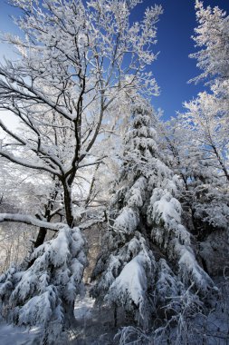 Kış ağaçlar beskid Dağları, Polonya