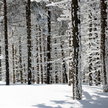 Kış ağaçlar beskid Dağları, Polonya