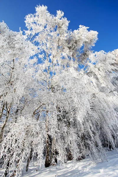 Árboles de invierno en las montañas Beskid, Polonia — Foto de Stock