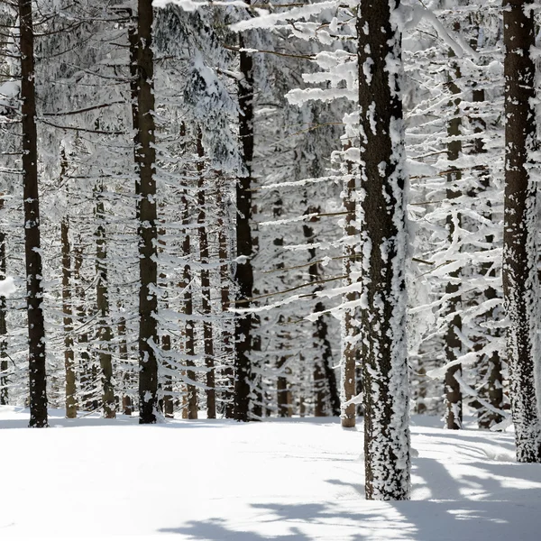Zimą drzewa w Beskidzie, Polska — Zdjęcie stockowe